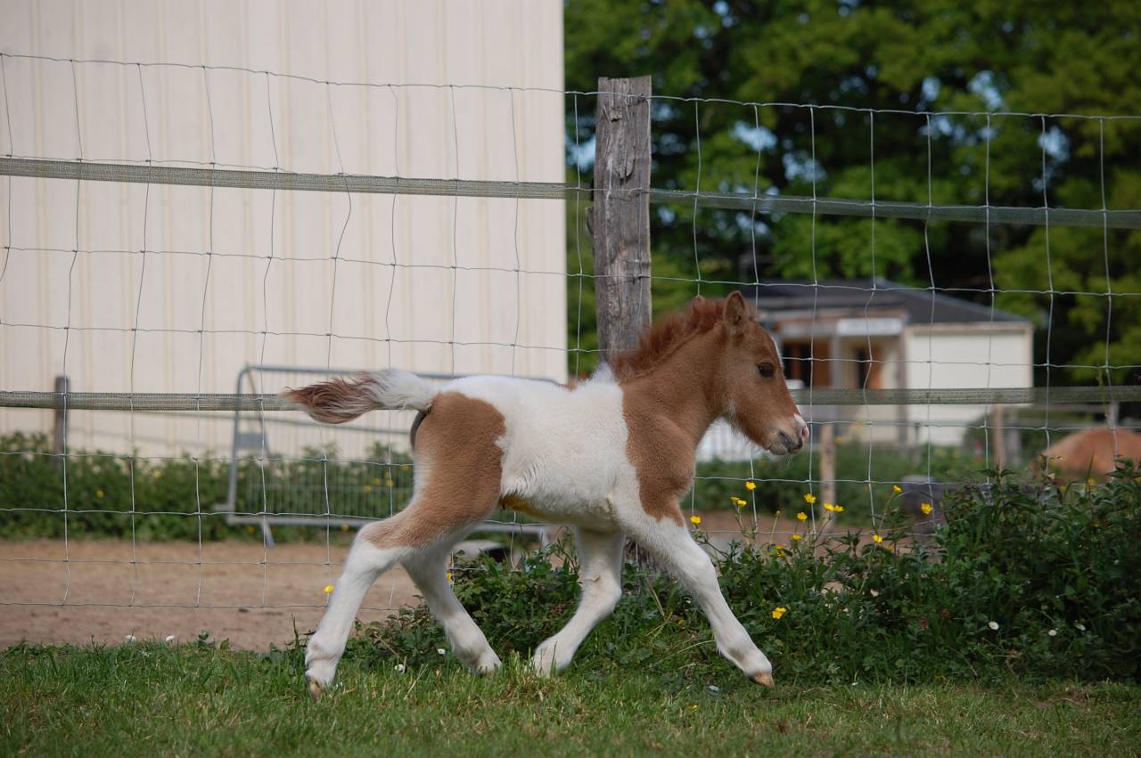 Puledro Shetland In vendita 2026 Pezzato ,  Artaban des Cles
