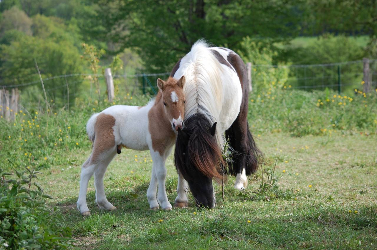 Puledro Shetland In vendita 2026 Pezzato ,  Artaban des Cles