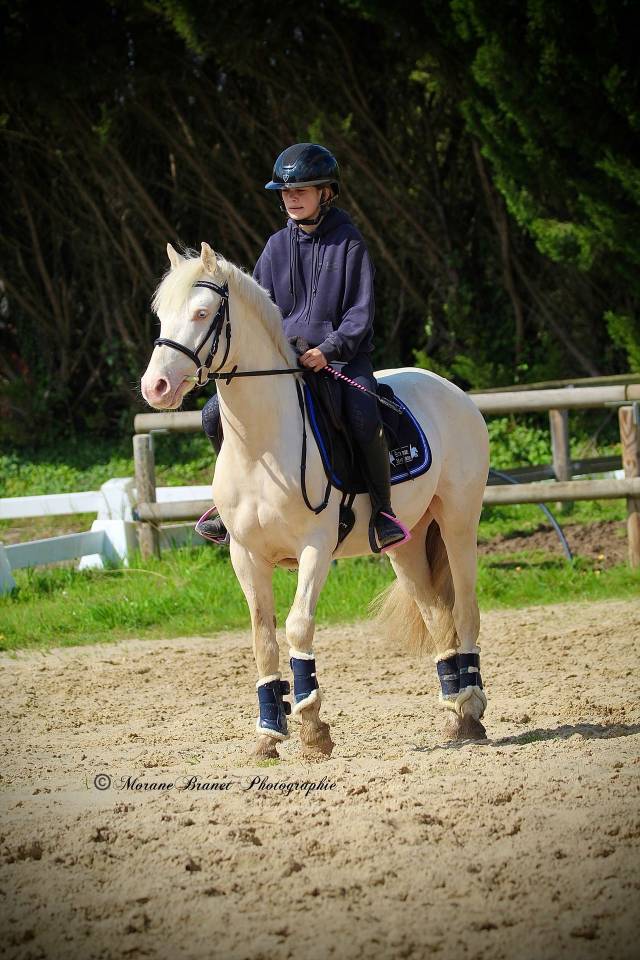 Intero PFS Pony Francese da Sella In vendita 2021 Isabella