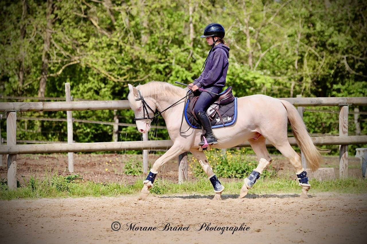 Intero PFS Pony Francese da Sella In vendita 2021 Isabella