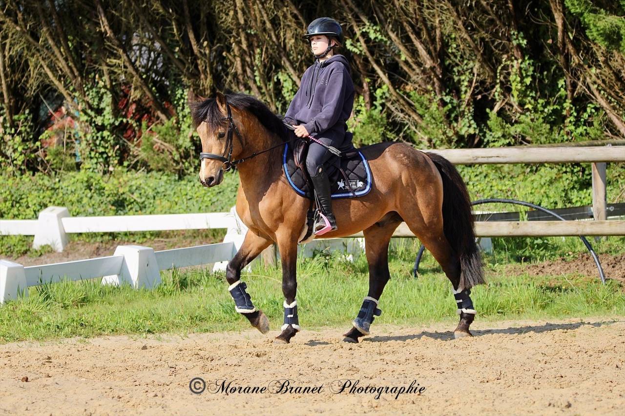 Intero PFS Pony Francese da Sella In vendita 2021 Isabella