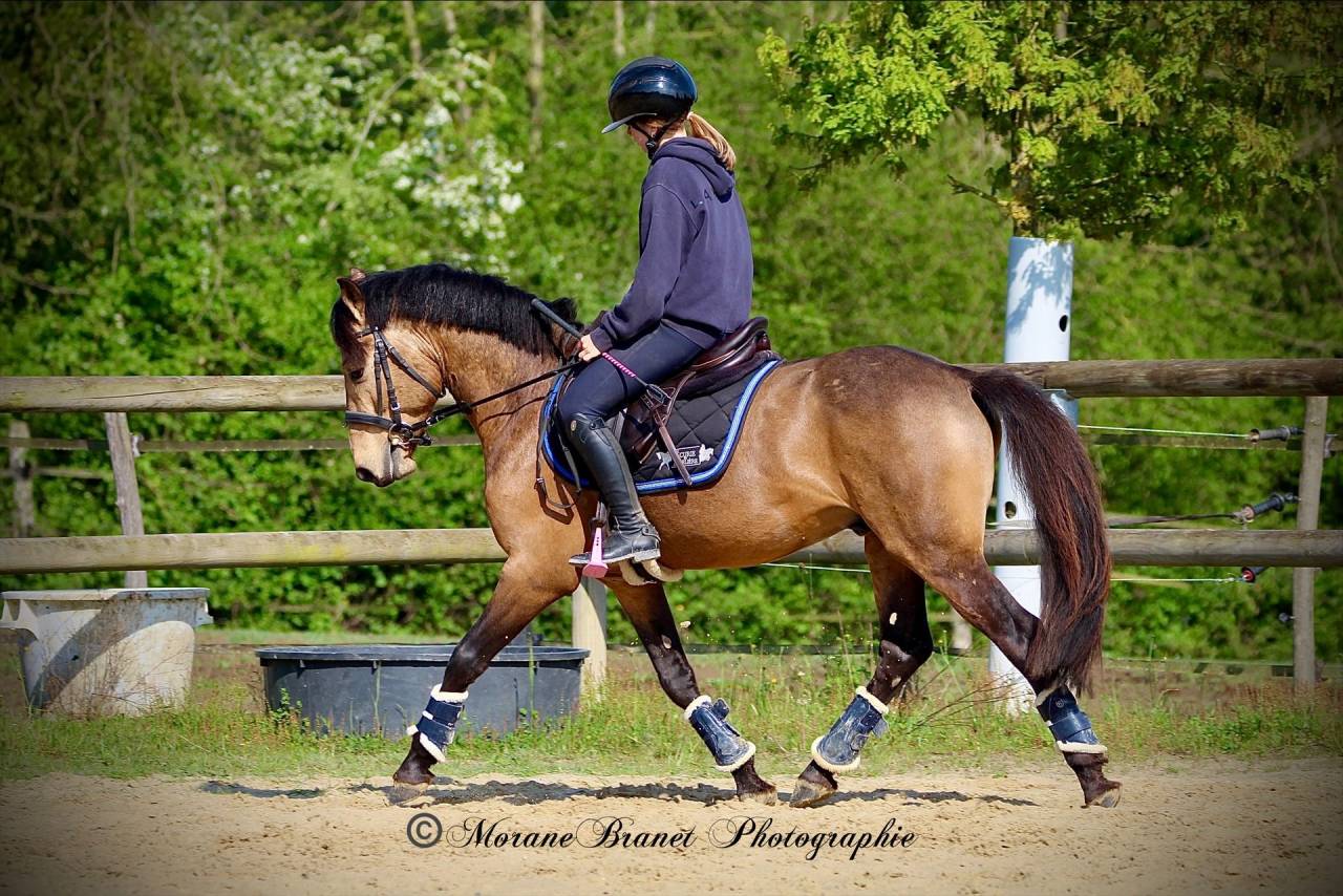 Intero PFS Pony Francese da Sella In vendita 2021 Isabella