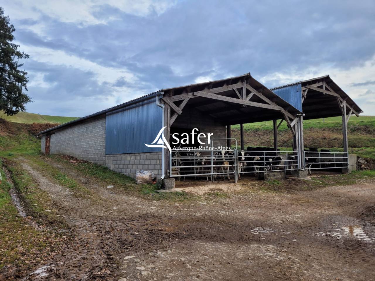 Azienda lattaia In vendita Cantal