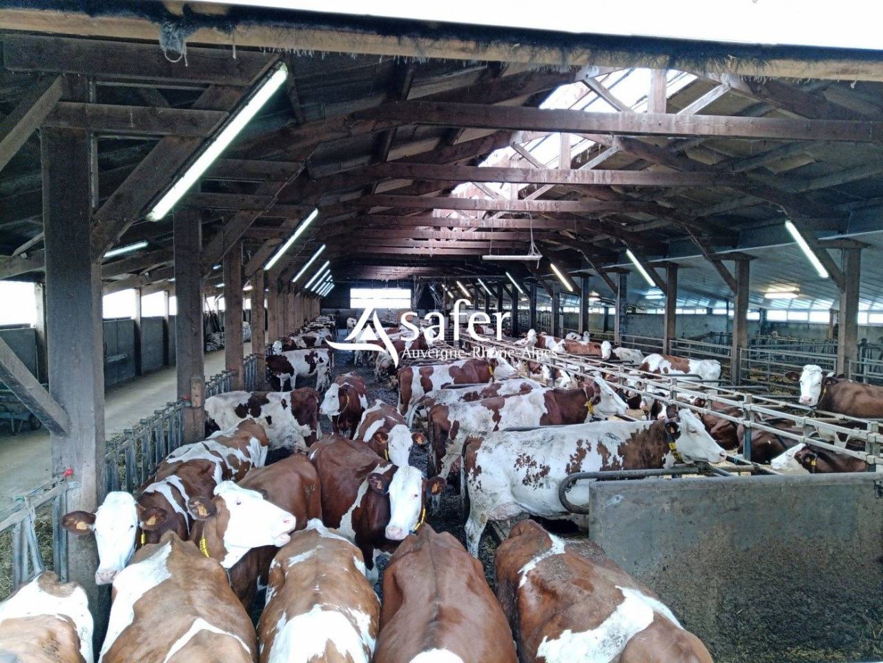 Azienda lattaia In vendita Cantal