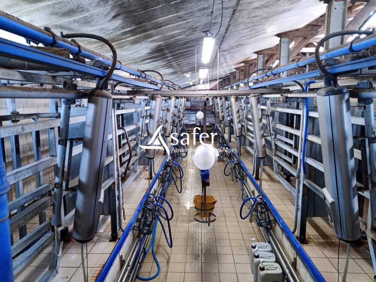 Azienda lattaia In vendita Cantal