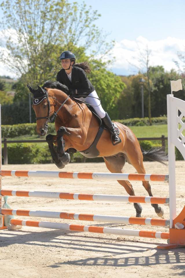 Mezza affida cavallo da salto ostacoli 