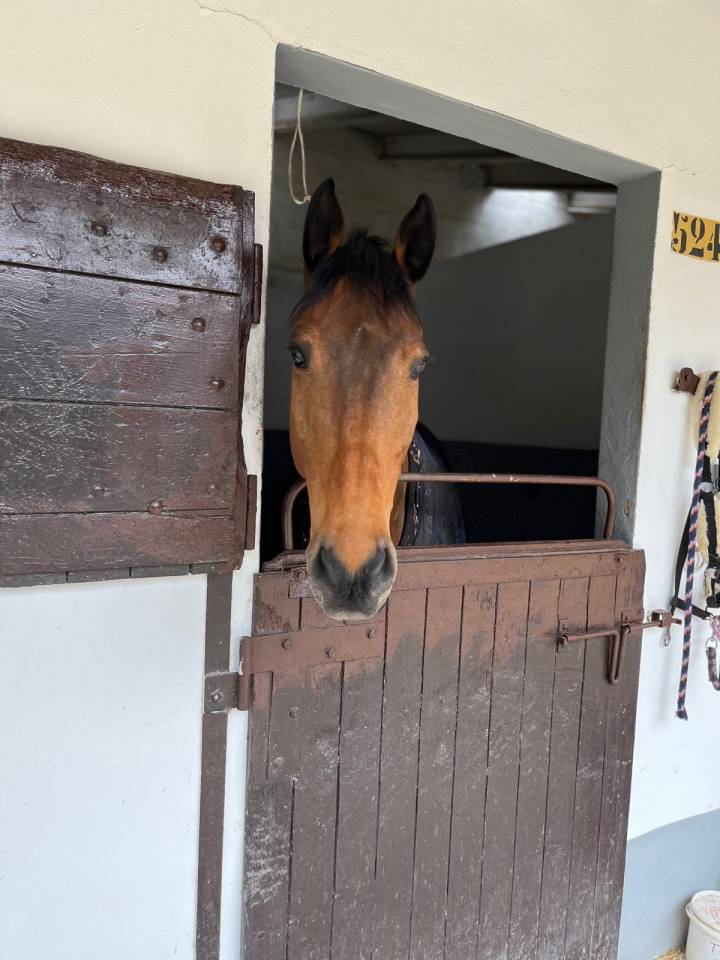 Mezza affida cavallo da salto ostacoli 