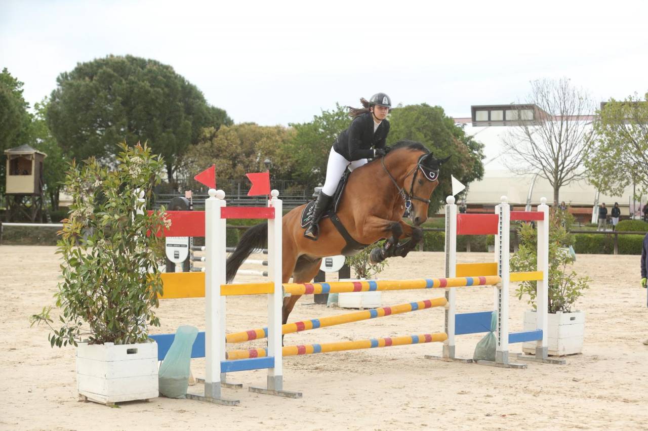Mezza affida cavallo da salto ostacoli 