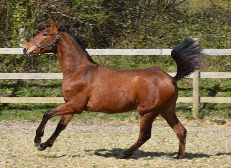 Puledro PRE Andaluso In vendita 2025 Baio