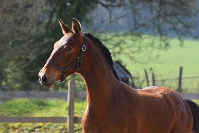 Puledro PRE Andaluso In vendita 2025 Baio