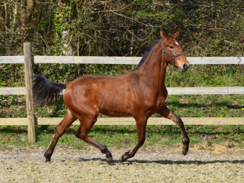 Puledro PRE Andaluso In vendita 2025 Baio