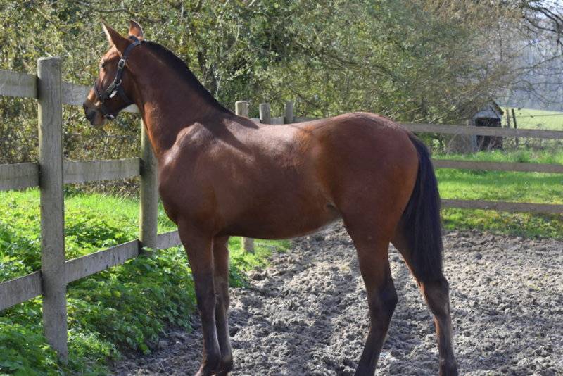 Puledro PRE Andaluso In vendita 2025 Baio