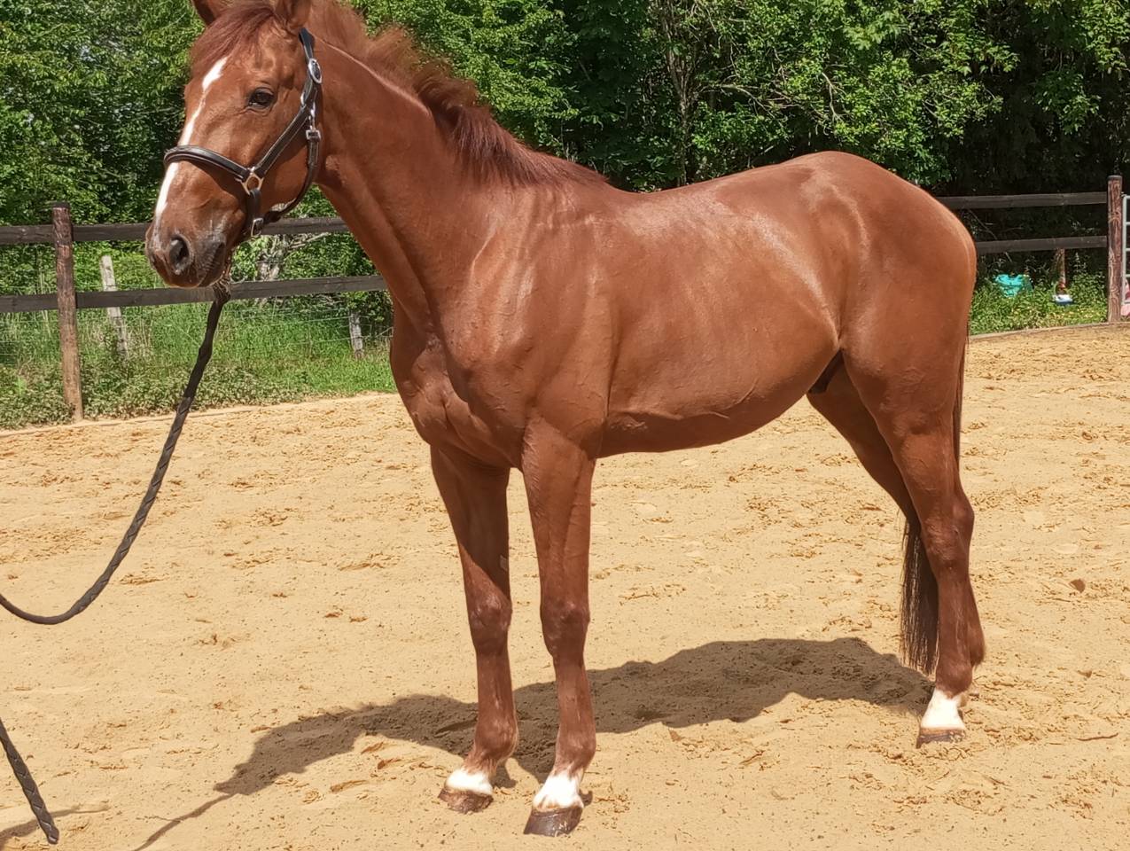 Castrone Trottatore Francese In vendita 2015 Sauro brul&eacute;