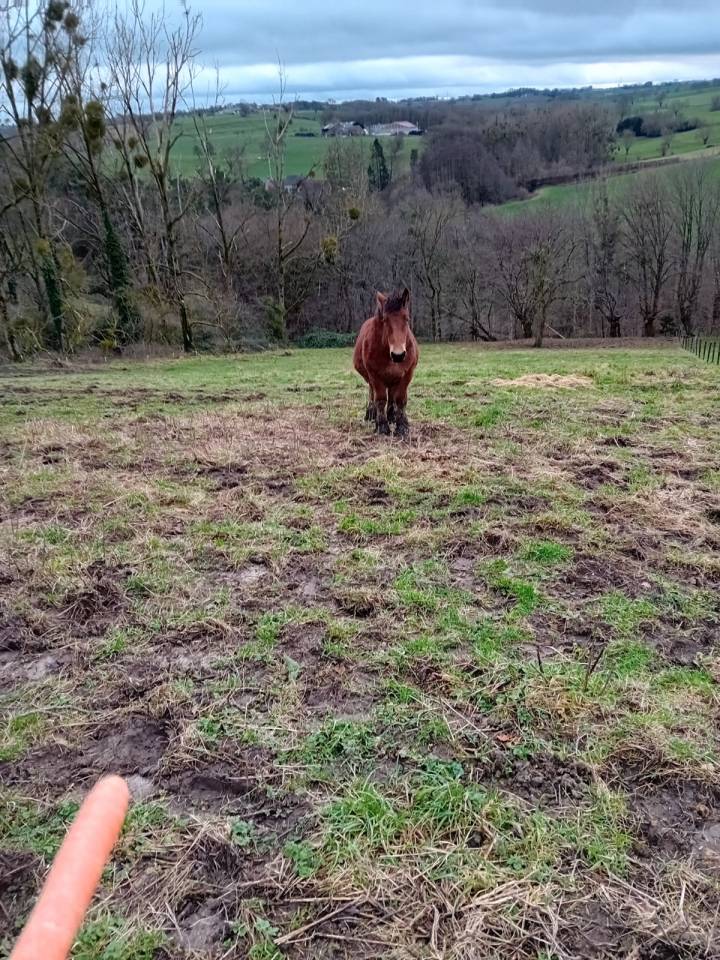 Puledra Tiro In vendita 2023 Baio ,  OMER DE LONGUE VUE