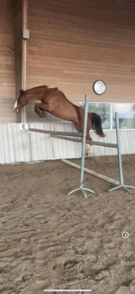 Castrone Paint Horse In vendita 2017 Sauro ,  Urban Dazzle Star