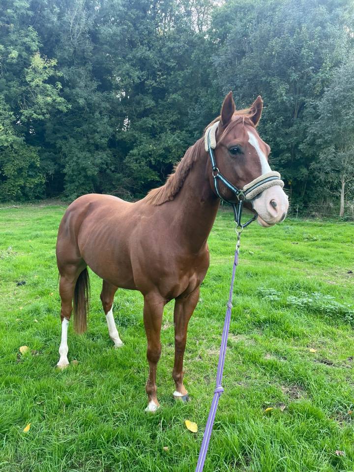 Castrone Paint Horse In vendita 2017 Sauro ,  Urban Dazzle Star