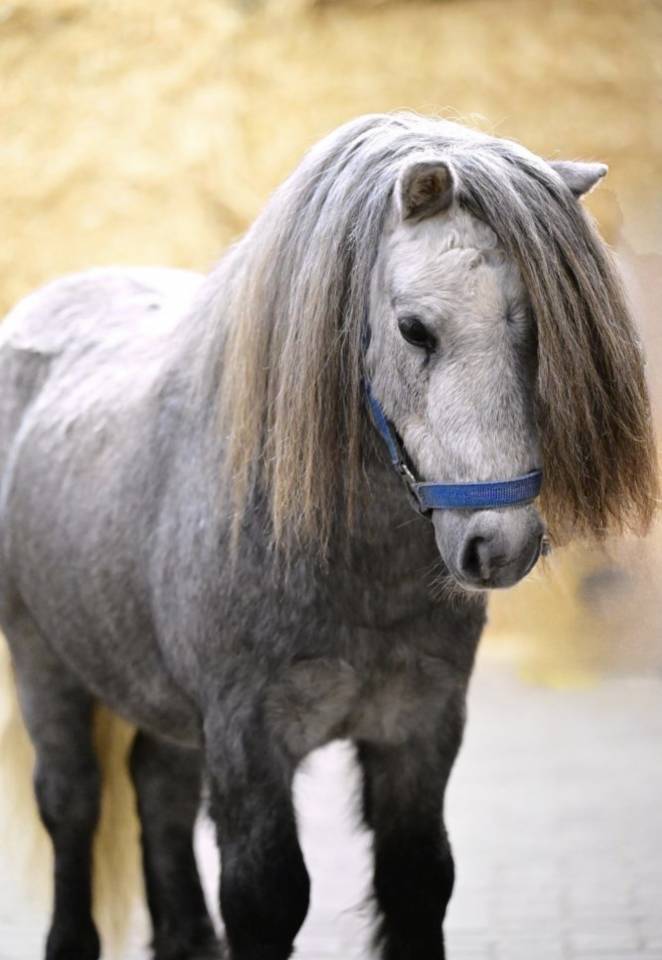 Intero Shetland Noleggio 2023 Grigio