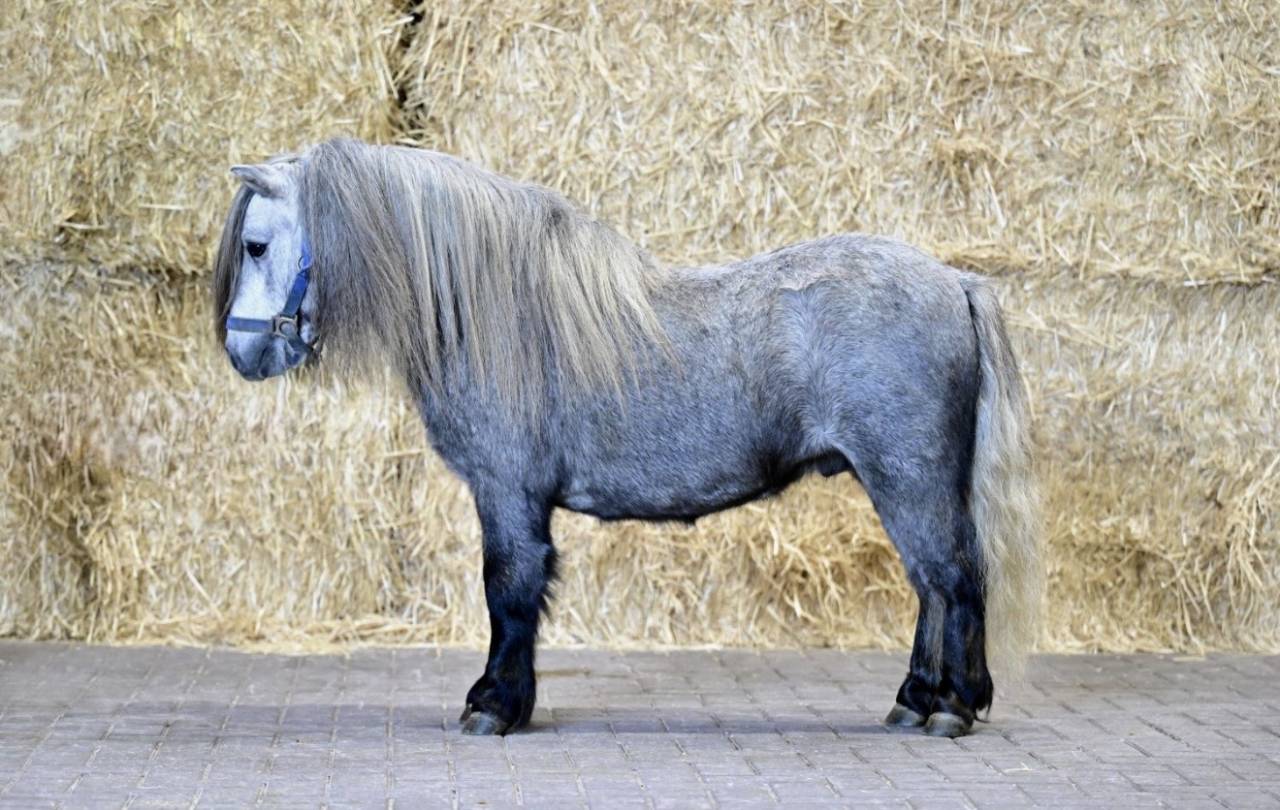 Intero Shetland Noleggio 2023 Grigio