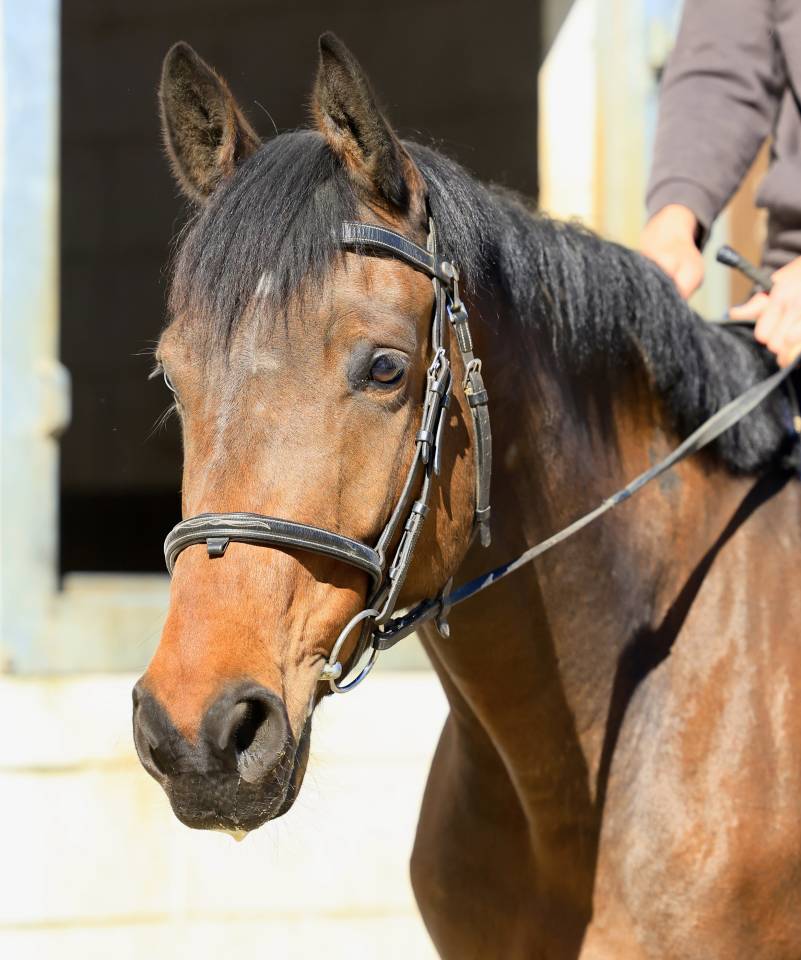 Castrone sBs Cavallo da Sport Belgio In vendita 2021 Baio ,  Quel homme de Hus