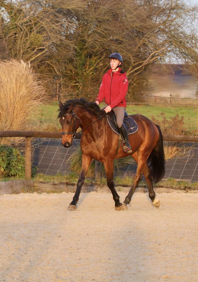 Castrone sBs Cavallo da Sport Belgio In vendita 2021 Baio ,  Quel homme de Hus