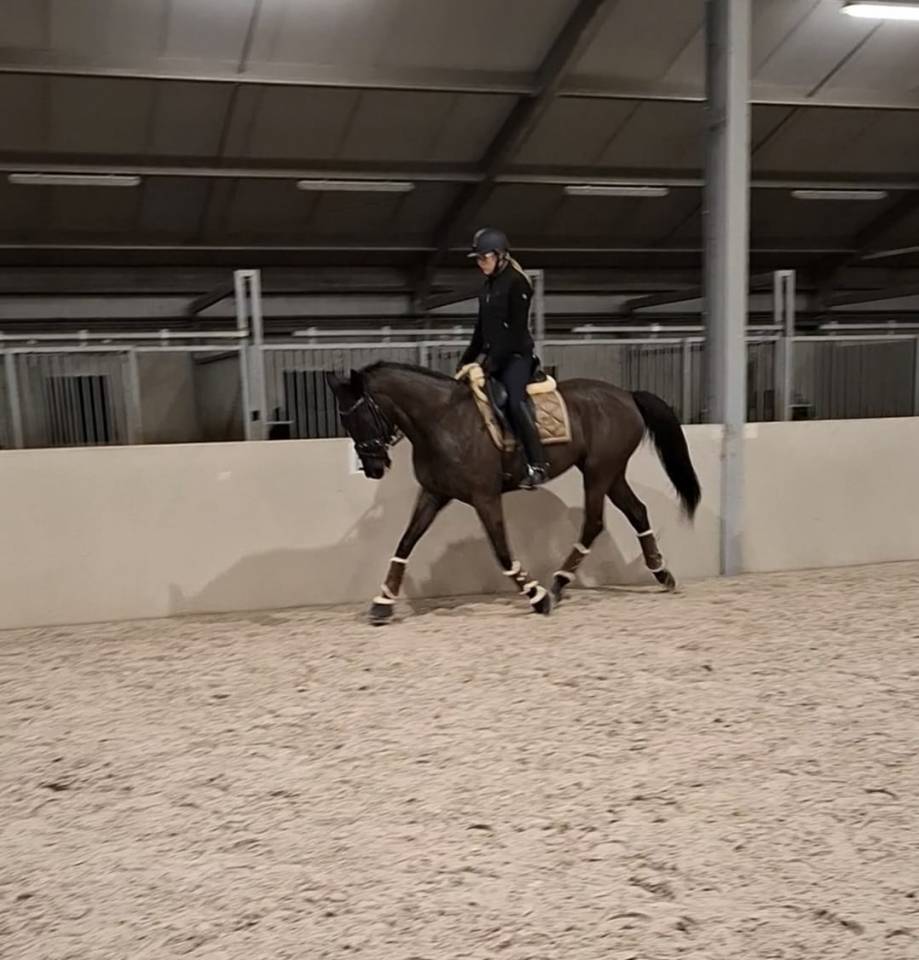 Cavalla sBs Cavallo da Sport Belgio In vendita 2017 Nero ,  DESTANO