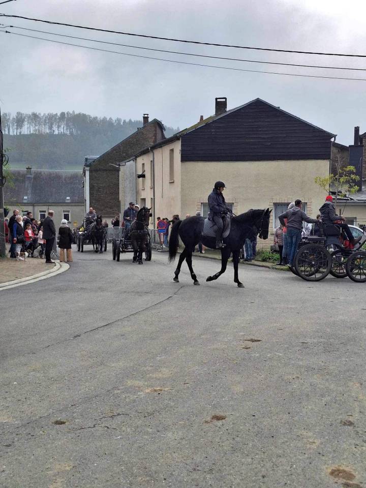 Cavalla sBs Cavallo da Sport Belgio In vendita 2017 Nero ,  DESTANO