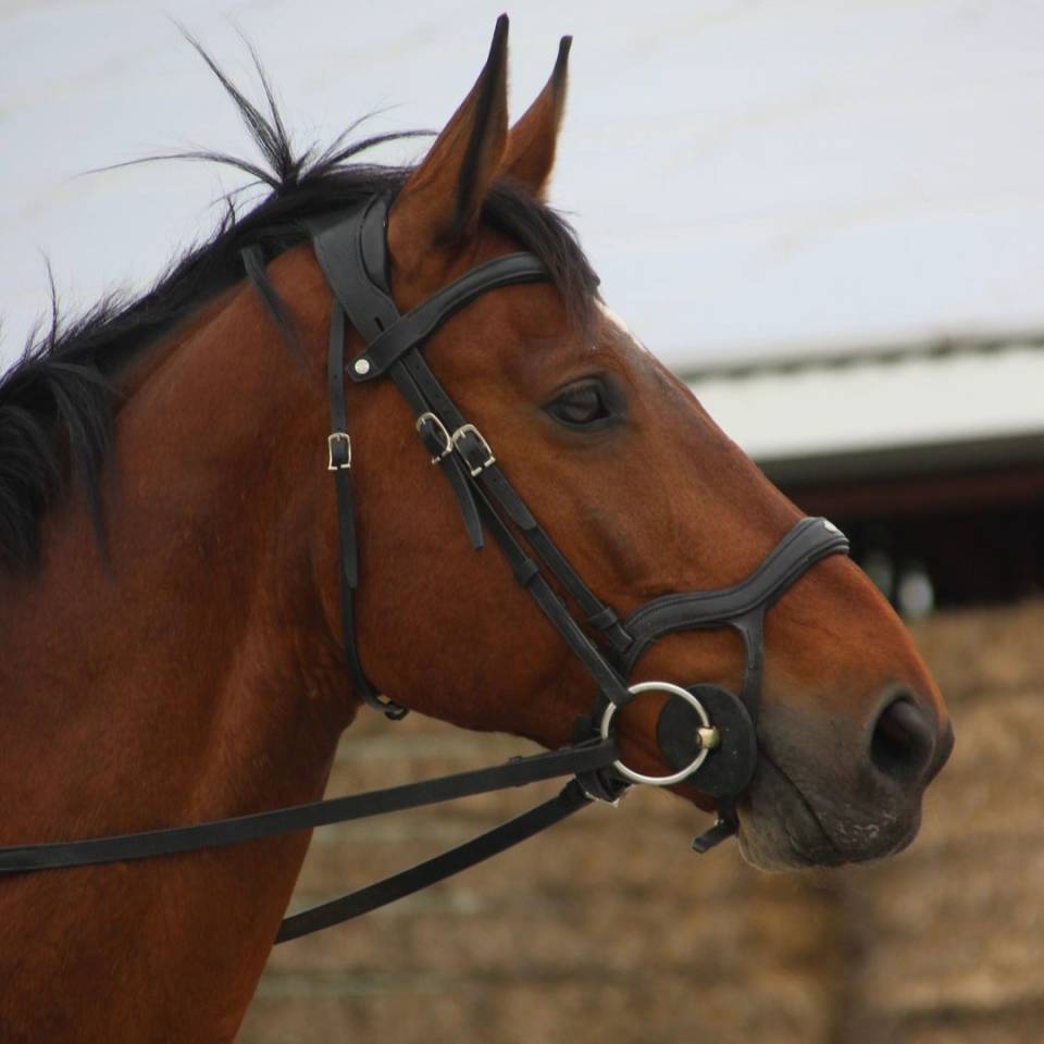 Castrone Zangersheide In vendita 2005 Baio ,  Diarado Holst Warmblut