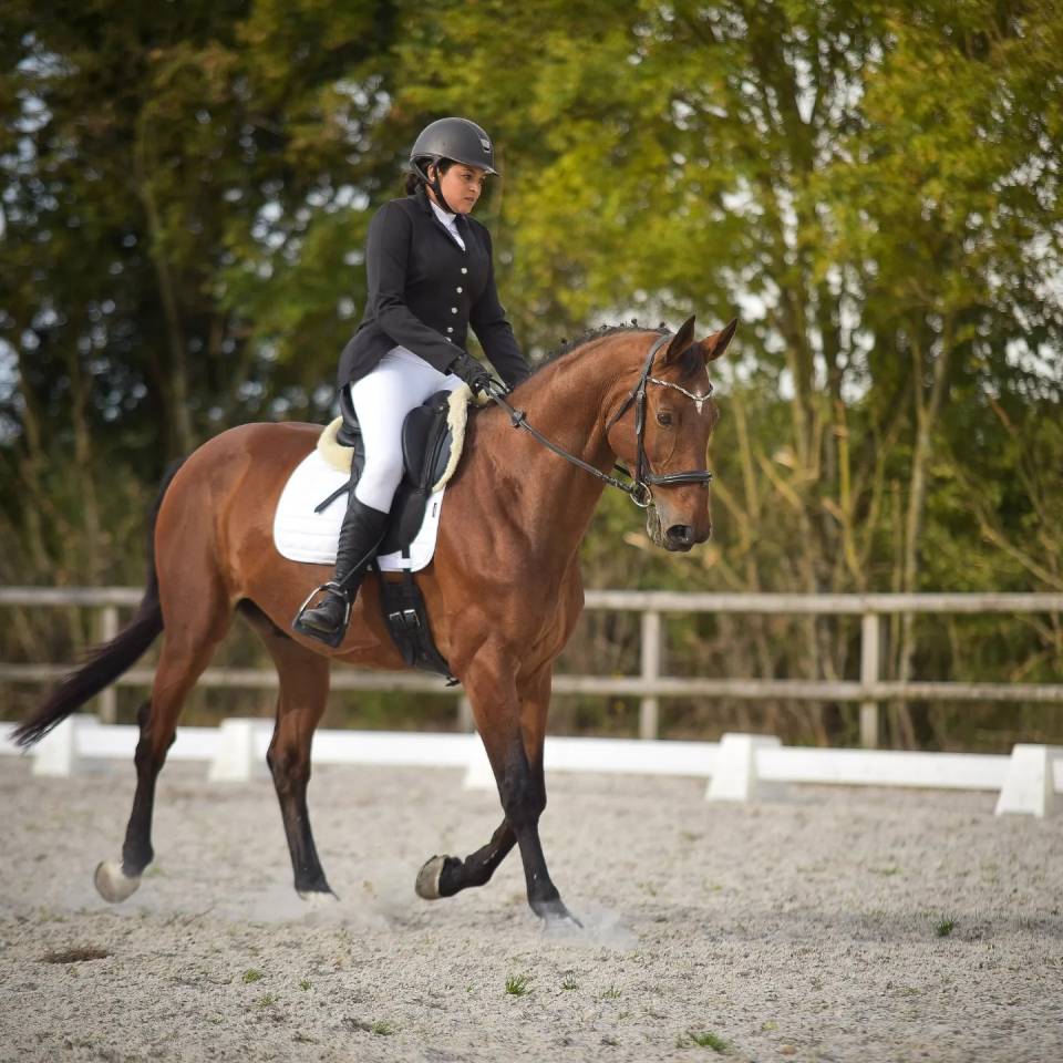 Castrone Zangersheide In vendita 2005 Baio ,  Diarado Holst Warmblut