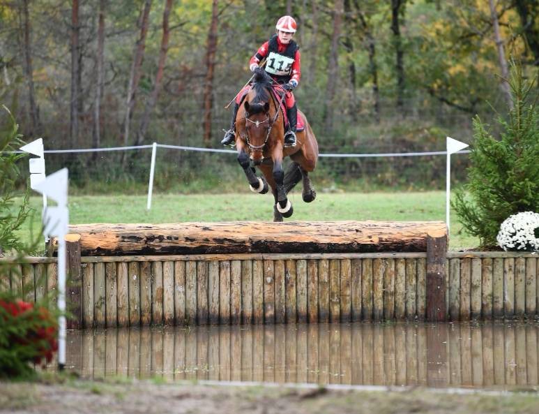 Castrone Zangersheide In vendita 2005 Baio ,  Diarado Holst Warmblut