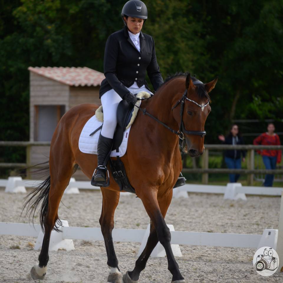 Castrone Zangersheide In vendita 2010 Baio ,  Diarado Holst Warmblut
