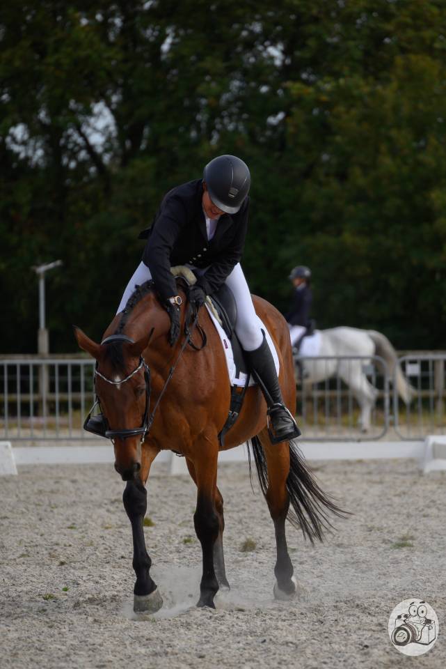 Castrone Zangersheide In vendita 2010 Baio ,  Diarado Holst Warmblut