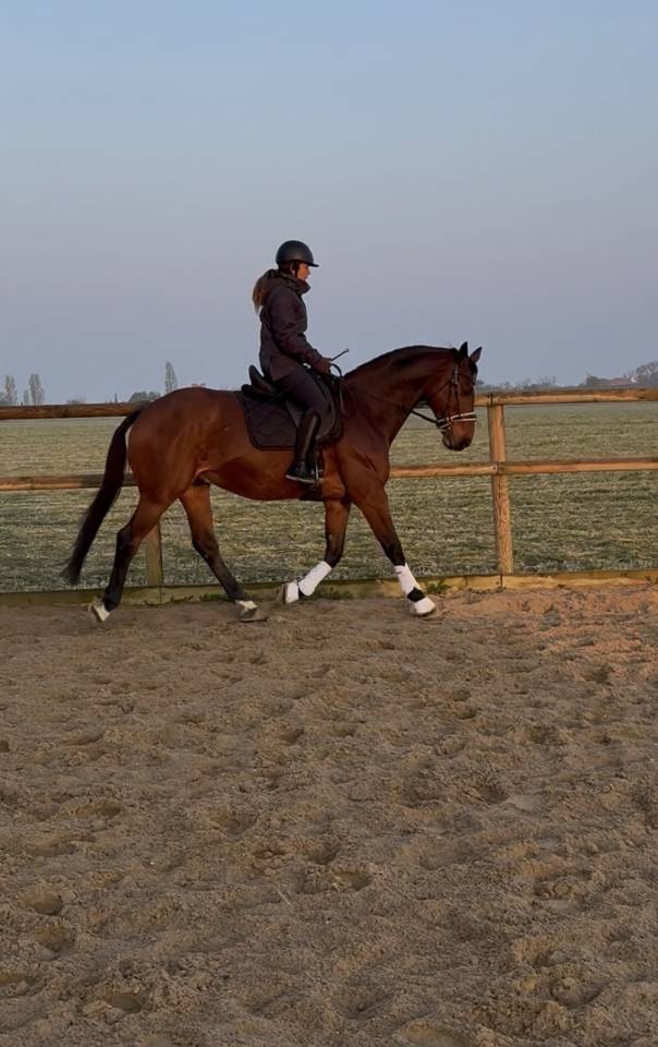 Castrone Zangersheide In vendita 2010 Baio ,  Diarado Holst Warmblut