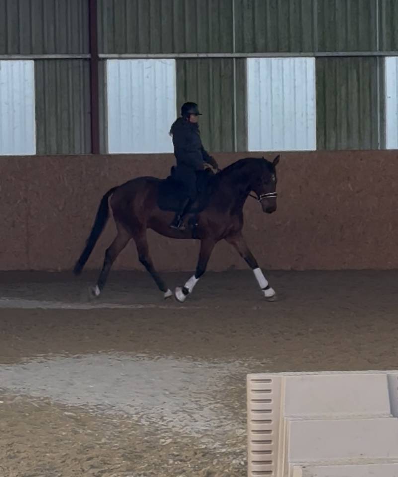 Castrone Zangersheide In vendita 2010 Baio ,  Diarado Holst Warmblut