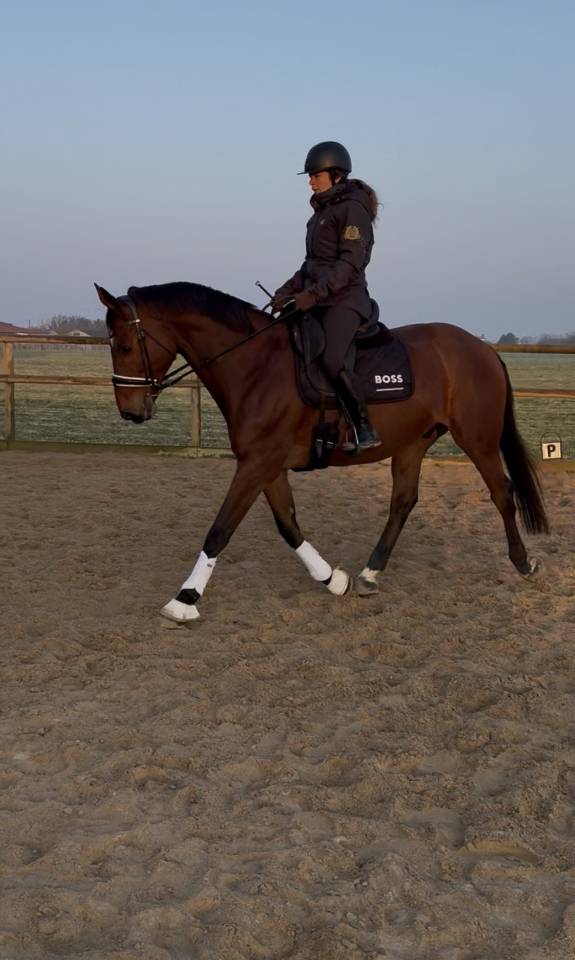 Castrone Zangersheide In vendita 2010 Baio ,  Diarado Holst Warmblut