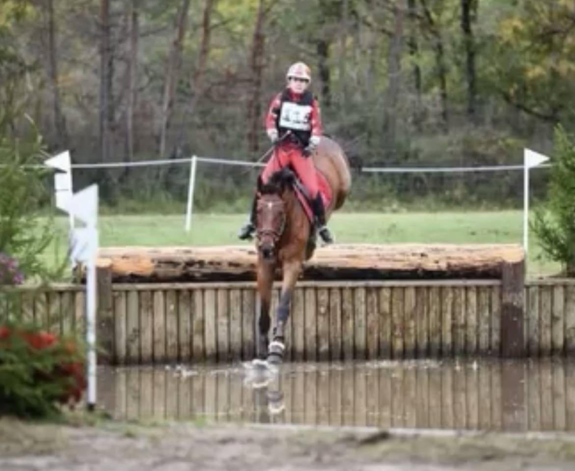 Castrone Zangersheide In vendita 2010 Baio ,  Diarado Holst Warmblut