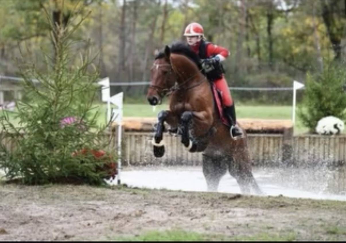 Castrone Zangersheide In vendita 2010 Baio ,  Diarado Holst Warmblut