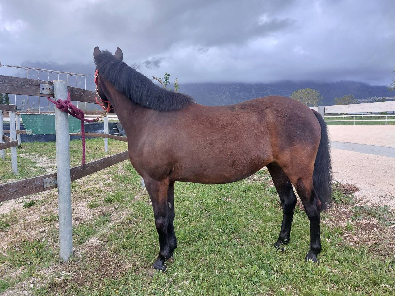 Pony sportiva