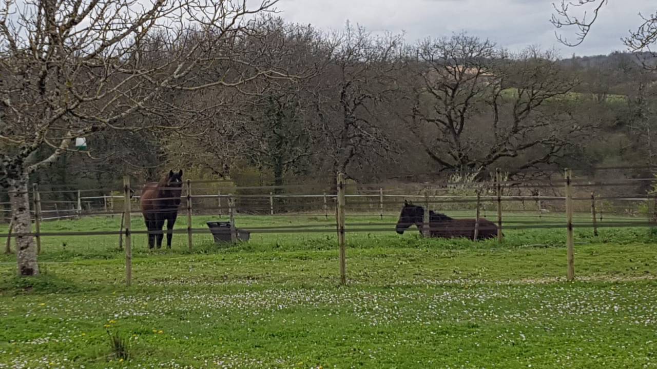 Bella dimora equestre In vendita Gironde