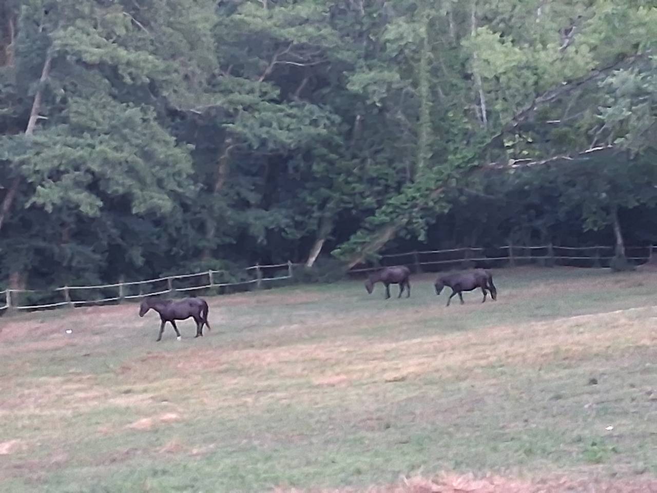 Bella dimora equestre In vendita Gironde