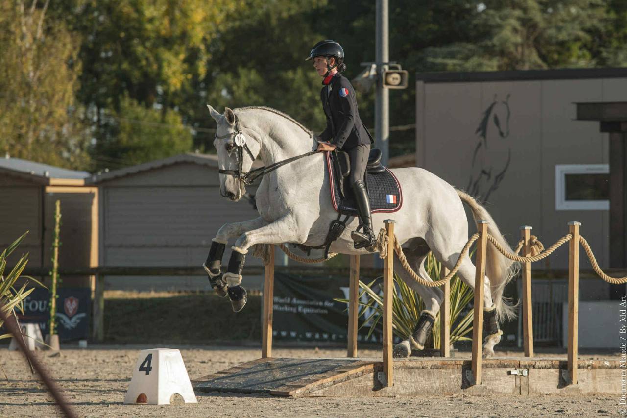 Castrone Lusitano In vendita 2012 Grigio