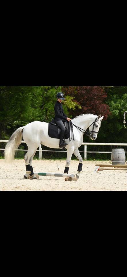 Castrone Lusitano In vendita 2012 Grigio