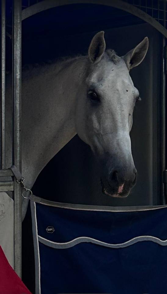 Castrone Lusitano In vendita 2012 Grigio