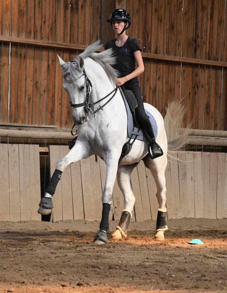 Castrone Lusitano In vendita 2012 Grigio