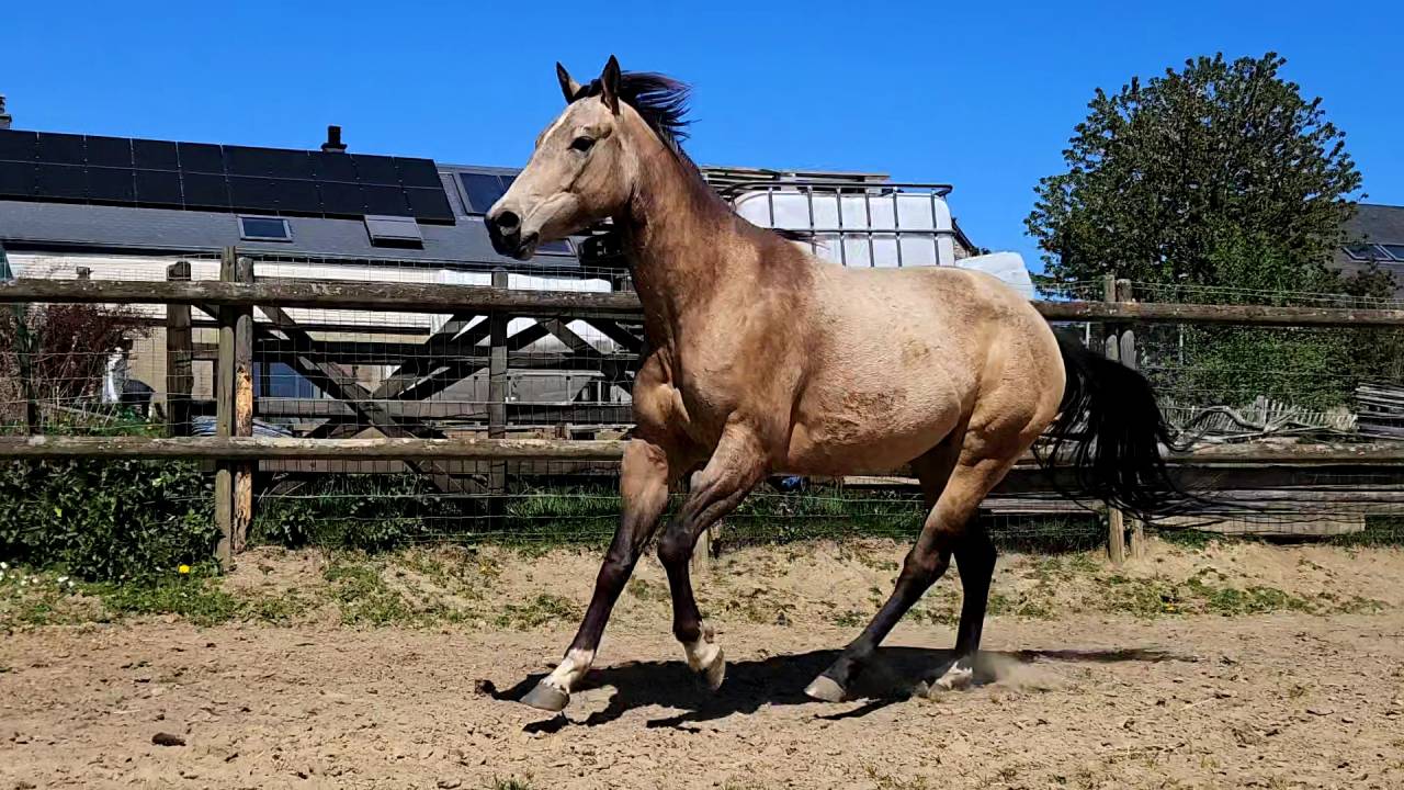 Cavalla AQPS In vendita 2022 Isabella