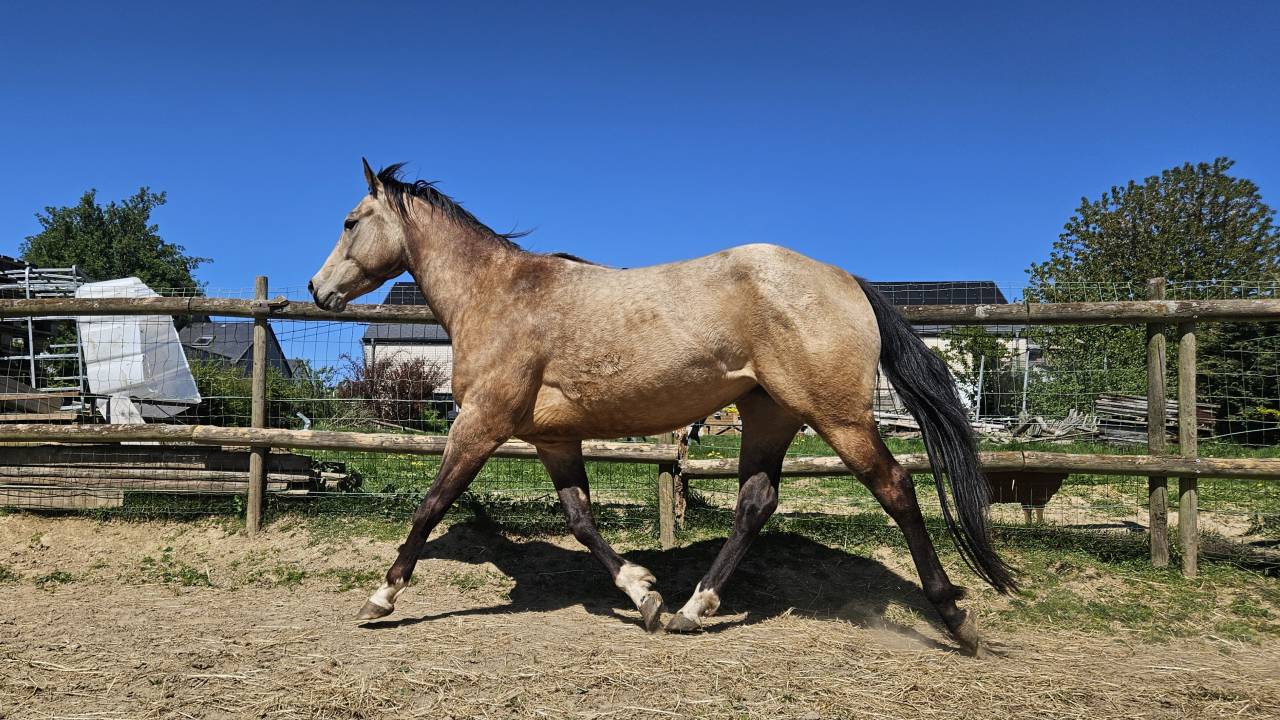 Cavalla AQPS In vendita 2022 Isabella