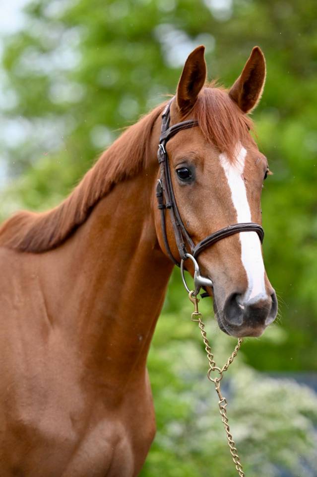 Castrone KWPN Cavallo da Sport Neerlandese In vendita 2022 Sauro ,  MATTIAS VDL