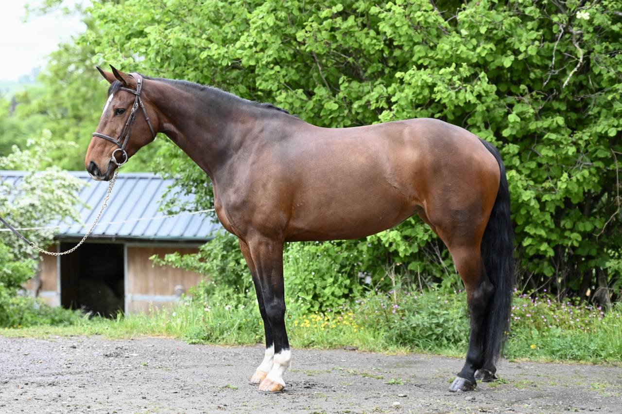 Cavalla Zangersheide In vendita 2018 Baio ,  RICHEBOURG