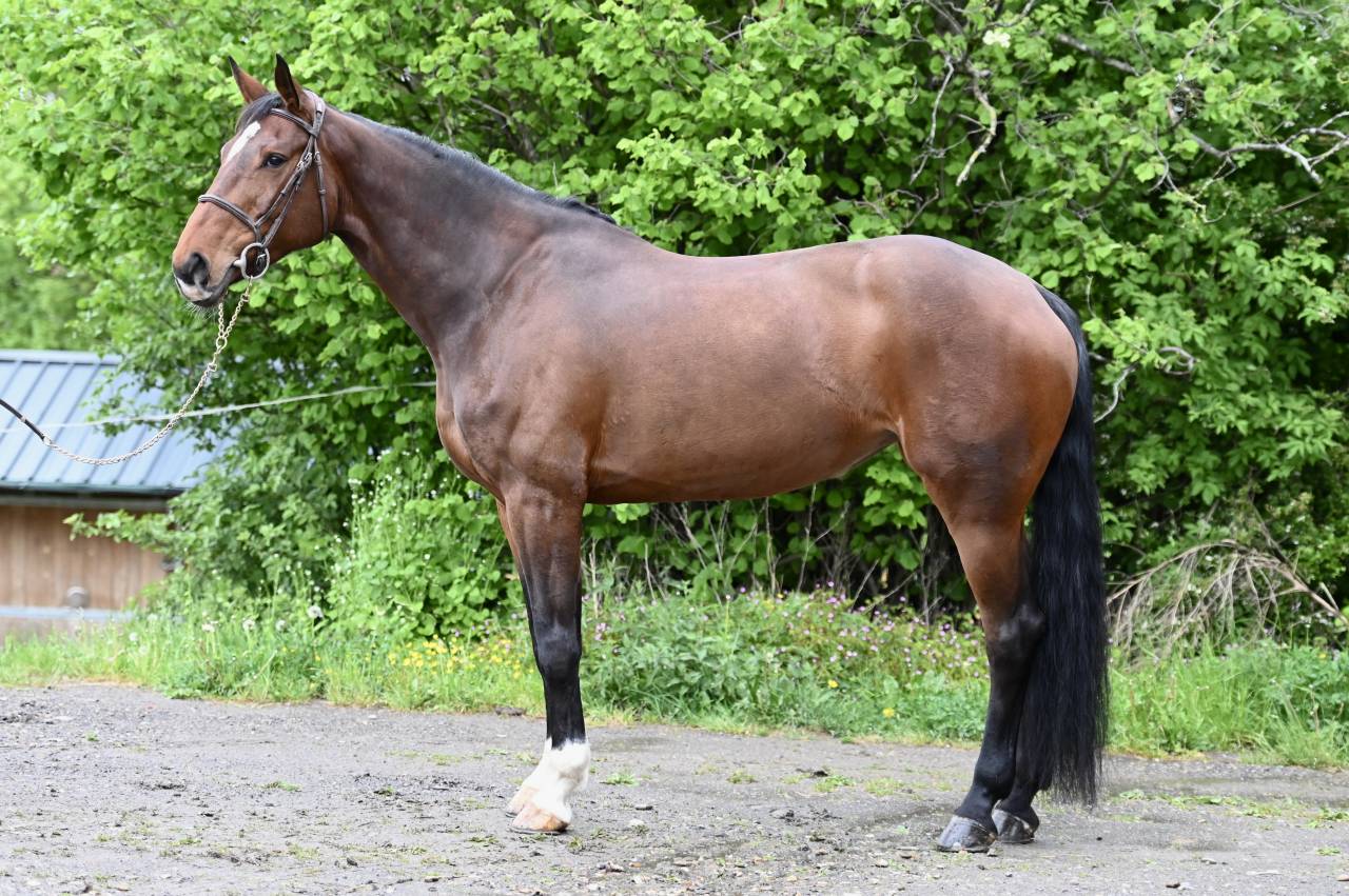 Cavalla Zangersheide In vendita 2018 Baio ,  RICHEBOURG