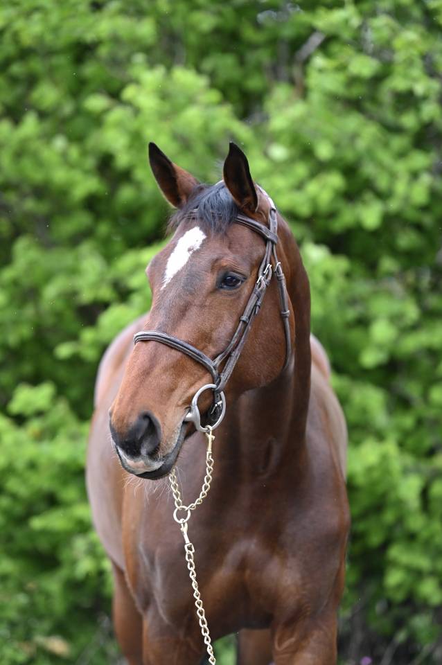 Cavalla Zangersheide In vendita 2018 Baio ,  RICHEBOURG