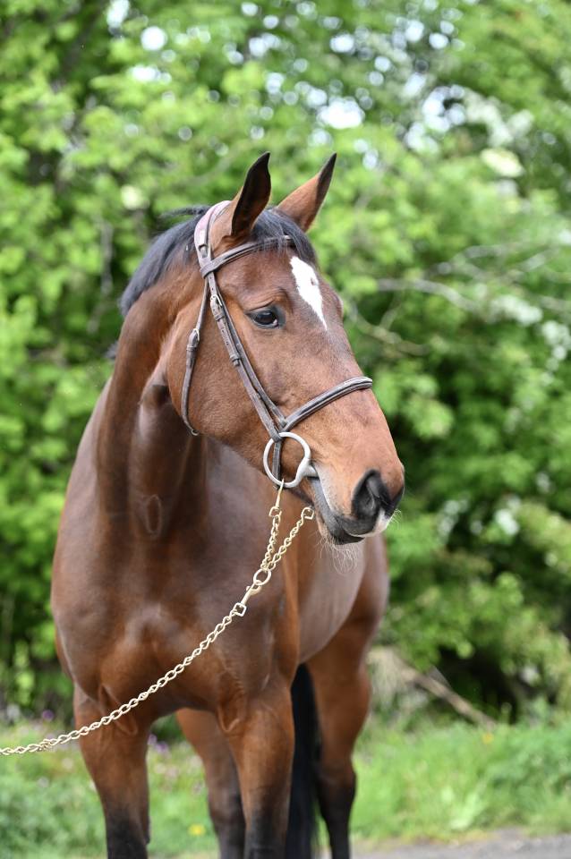 Cavalla Zangersheide In vendita 2018 Baio ,  RICHEBOURG